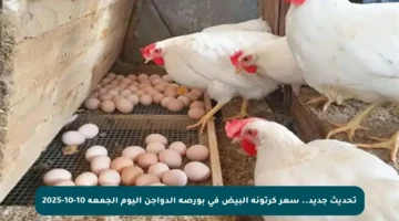 تحديث جديد.. سعر كرتونة البيض في بورصة الدواجن اليوم الجمعة 10-10-2025